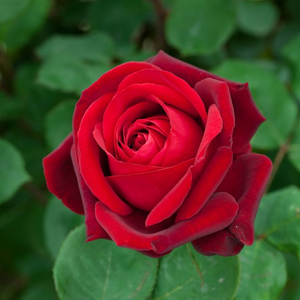 200-400 cm - Ruža - Edith Piaf® Gpt - 